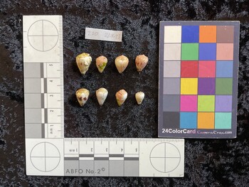 dorsal possible photo thumbnail