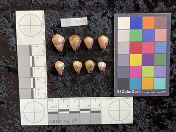 ventral possible photo thumbnail
