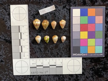 dorsal possible photo thumbnail