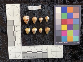 dorsal possible photo thumbnail