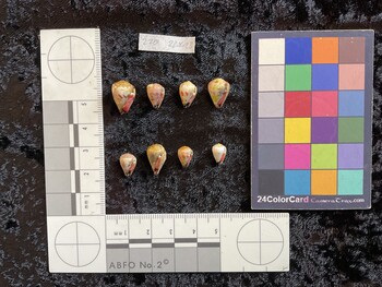 ventral possible photo thumbnail