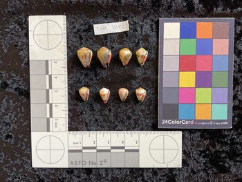 ventral possible photo thumbnail