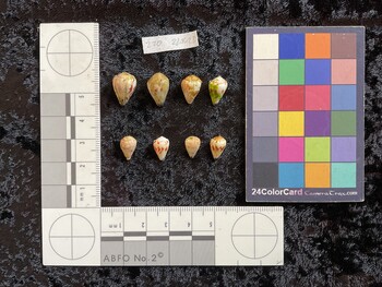 dorsal possible photo thumbnail