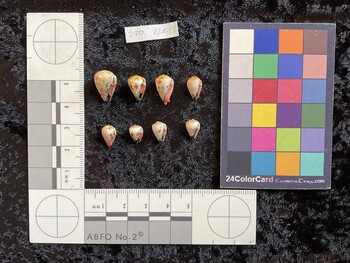 ventral possible photo thumbnail
