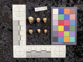 ventral possible photo thumbnail