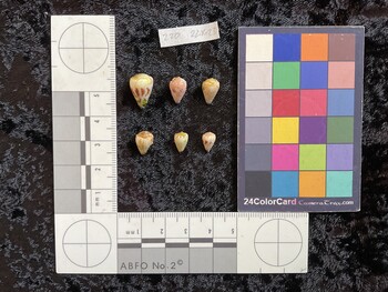 dorsal possible photo thumbnail
