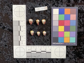 ventral possible photo thumbnail