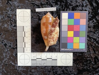 59.5x28.5x50.5 ventral photo thumbnail
