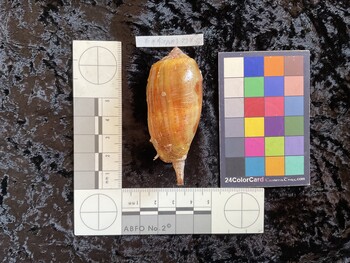 59.5x28.5x50.5 dorsal photo thumbnail