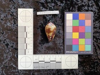 34.5x19.5x29.5 ventral photo thumbnail