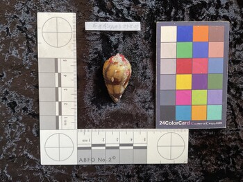 34.5x19.5x29.5 dorsal photo thumbnail