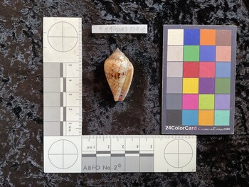 36.5x20.5x26 ventral photo thumbnail