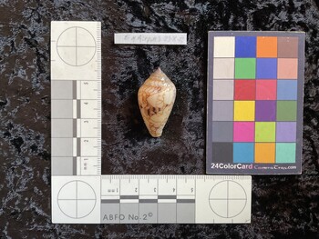 36.5x20.5x26 dorsal photo thumbnail
