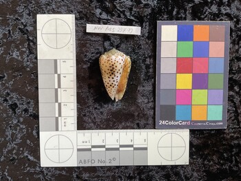 36x21.5x30.5 ventral photo thumbnail