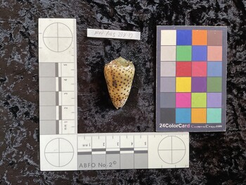 36x21.5x30.5 dorsal photo thumbnail