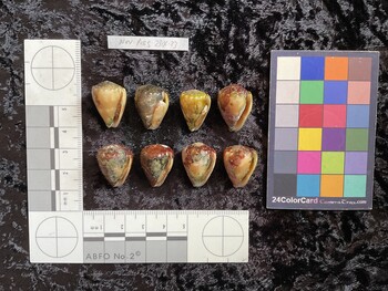 ventral possible photo thumbnail