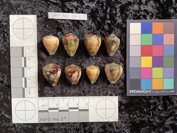 ventral possible photo thumbnail