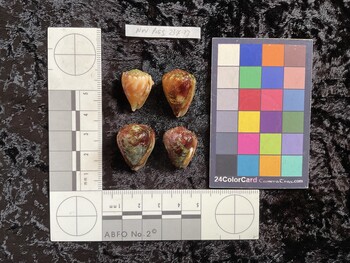 ventral possible photo thumbnail