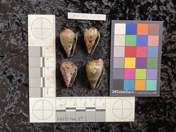 28x16.5x23 ventral photo thumbnail