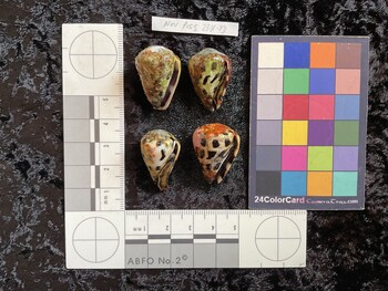 27x19x23 ventral photo thumbnail