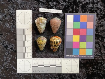 27x19x23 dorsal photo thumbnail