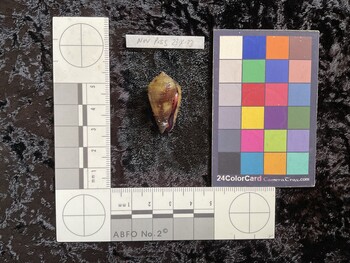 29x16x22 ventral photo thumbnail