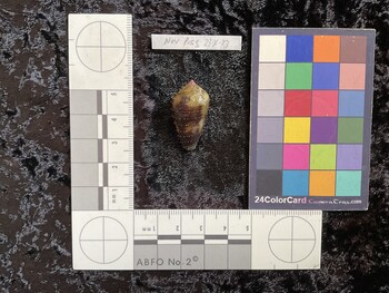 29x16x22 dorsal photo thumbnail