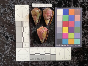 32x19.5x27 ventral photo thumbnail