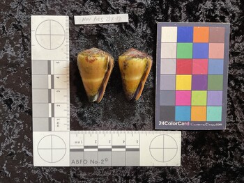 39x24x34 ventral photo thumbnail