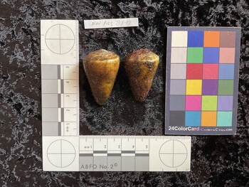39x24x34 dorsal photo thumbnail