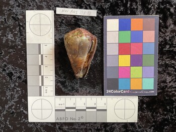48x29x41 ventral photo thumbnail
