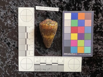48x29x41 dorsal photo thumbnail
