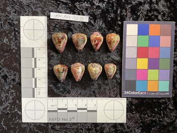 ventral possible photo thumbnail
