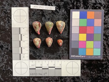 ventral possible photo thumbnail