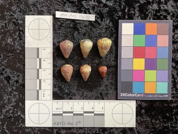 dorsal possible photo thumbnail