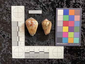 37.5x24x29 ventral photo thumbnail