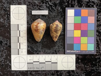 37.5x24x29 dorsal photo thumbnail