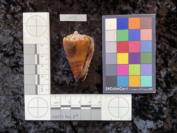 49.5x28.5x43 ventral photo thumbnail