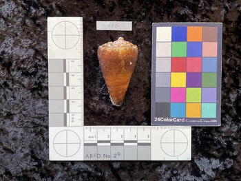 49.5x28.5x43 dorsal photo thumbnail