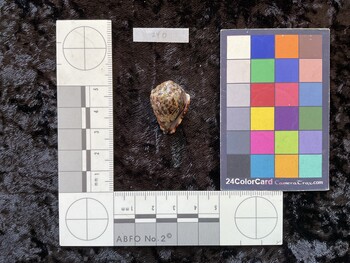 26.5x17.5x20.5 ventral photo thumbnail