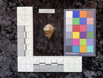 26.5x17.5x20.5 dorsal photo thumbnail