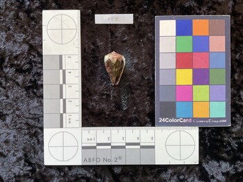 23.5x14x20 ventral photo thumbnail