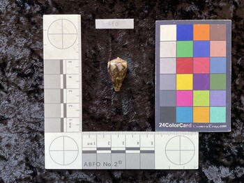 23.5x14x20 dorsal photo thumbnail