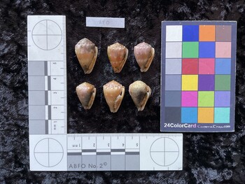 ventral possible photo thumbnail