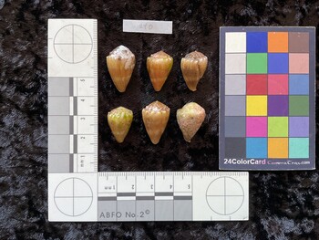 dorsal possible photo thumbnail
