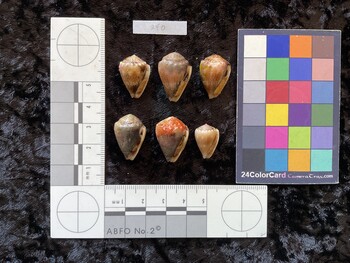 ventral possible photo thumbnail