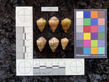 dorsal possible photo thumbnail