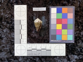 28.5x16.5x23 ventral photo thumbnail