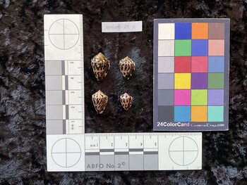 20x12.5x15 ventral photo thumbnail
