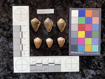19x12x15 ventral photo thumbnail